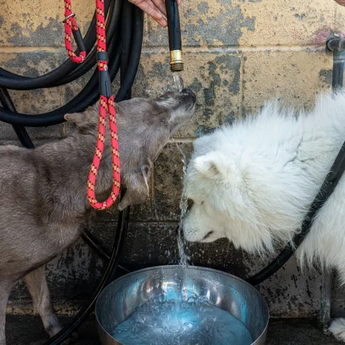 Dogs drinking from hose